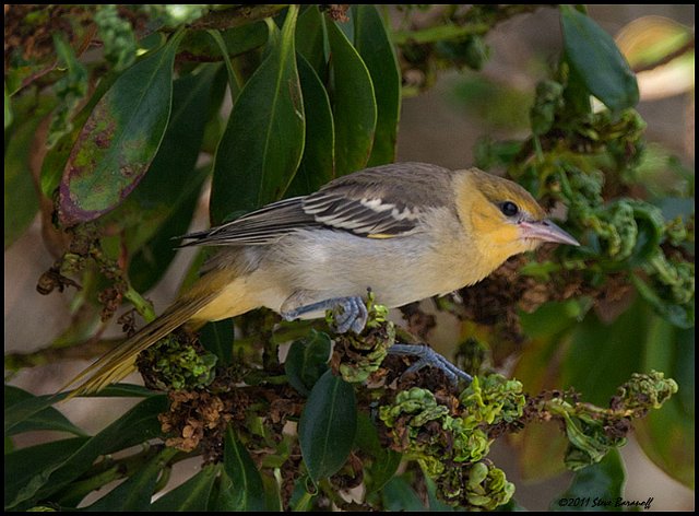 _1SB6598 bullocks oriole female.jpg